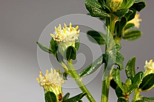 Coyote brush, Chaparral broom, Baccharis pilularis subsp. pilularis, male plant