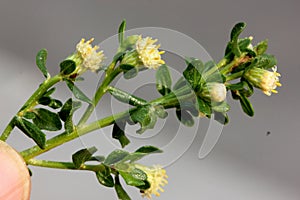 Coyote brush, Chaparral broom, Baccharis pilularis subsp. pilularis, male plant