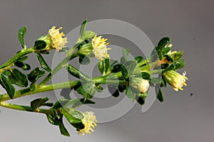 Coyote brush, Chaparral broom, Baccharis pilularis subsp. pilularis, male plant