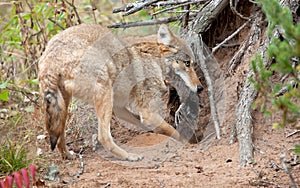 Coyote burying kill