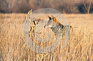Coyote Camouflaged in Tall Grass