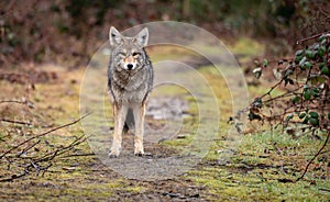 A coyote in Canada