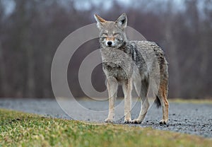 A coyote in Canada