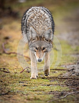 A coyote in Canada