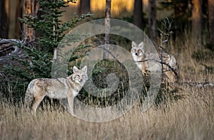 A coyote in Canada