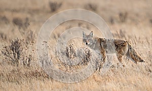 A coyote in Canada