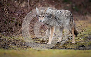 A coyote in Canada