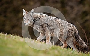 A coyote in Canada