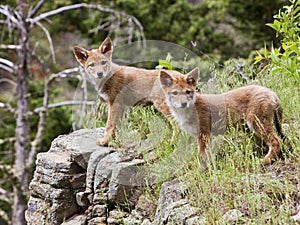 Coyote canine pups puppy wildlife on rock outcropping