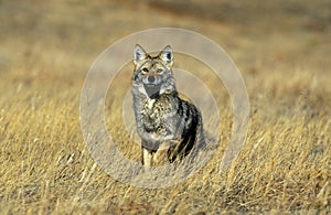 COYOTE canis latrans