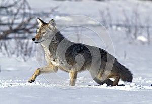 COYOTE canis latrans