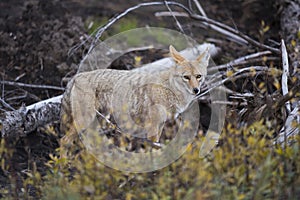 Coyote (Canis Latrans)