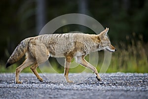 Coyote (Canis Latrans)