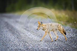 Coyote (Canis Latrans)