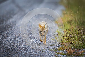 Coyote (Canis Latrans)