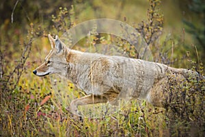 Coyote (Canis Latrans)