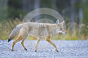 Coyote (Canis Latrans)