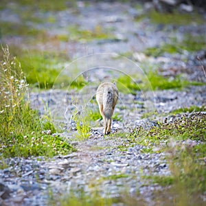 Coyote (Canis Latrans)