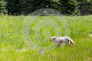 Coyote Canis Latrans