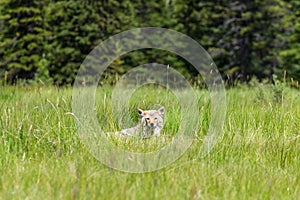 Coyote Canis Latrans