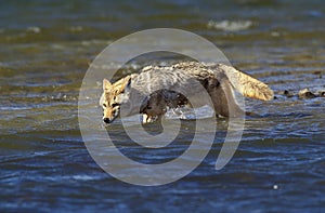 COYOTE canis latrans, ADULT CROSSING RIVER, MONTANA