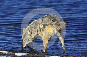 Coyote, canis latrans, Adult Drinking Water, Montana
