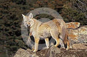 COYOTE canis latrans, ADULT ON ROCK, MONTANA