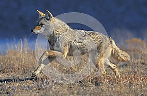 Coyote, canis latrans, Adult running, Montana