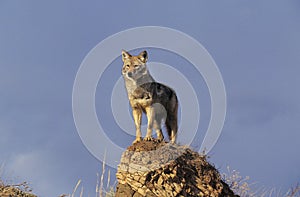 Coyote, canis latrans, Adult standing on rock, Montana