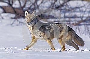 Coyote, canis latrans, Adult standing on Snow, Montana