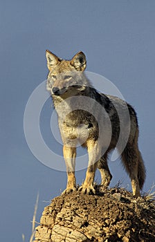 COYOTE canis latrans, ADULTE STANDING ON ROCK, MONTANA
