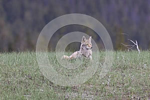 coyote  (Canis latrans)  alberta canada