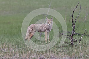 coyote  (Canis latrans)  alberta canada