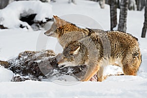 Coyote (Canis latrans) Bares Teeth at Deer Body Winter