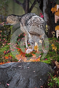 Coyote Canis latrans Behind Leaf Autumn