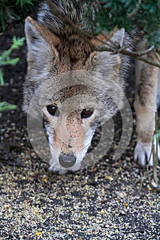 Close up of Coyote Face with Sharp Dark Brown Eyes photo