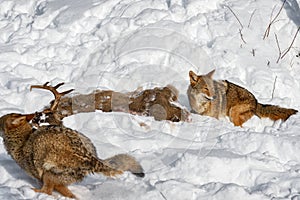 Coyote (Canis latrans) Crouches by Deer Body as Packmate Runs By Winter