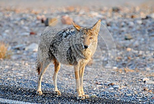 Coyote (Canis latrans) in Death Valley National Park