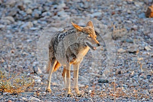 Coyote (Canis latrans) in Death Valley National Park