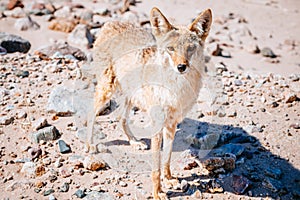 Coyote (Canis latrans) in Death Valley photo