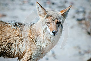Coyote (Canis latrans) in Death Valley photo