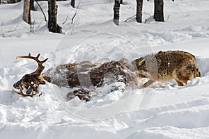 Coyote (Canis latrans) Ears Deep in Body of Deer Winter