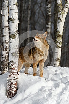 Coyote (Canis latrans) Eyes Closed Next to Birch Howling Winter