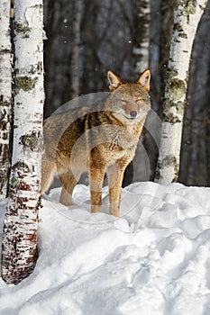 Coyote (Canis latrans) Eyes Closed Next to Birch Tree Winter