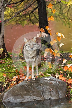 Coyote (Canis latrans) Front Paws on Rock Next to Leaf Branch Autumn