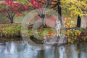 Coyote (Canis latrans) Front Paws on Rock on Rainy Autumn Island