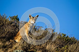 Coyote Canis latrans photo