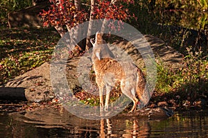 Coyote (Canis latrans) Howling