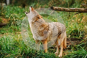 Coyote Canis latrans howling native to North America