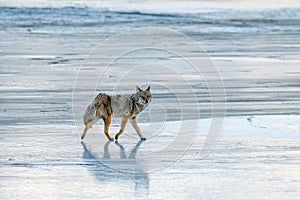 Coyote Canis Latrans howling on the frozen snowy and icy riverbank during winter in Jasper National Park